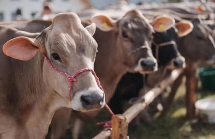 Belediye başkanı açıkladı: Hayvancılık yapmak istiyorum diyene 5 gebe düve veriliyor!